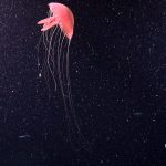 A glowing jellyfish drifting in the deep dark ocean during an expedition.