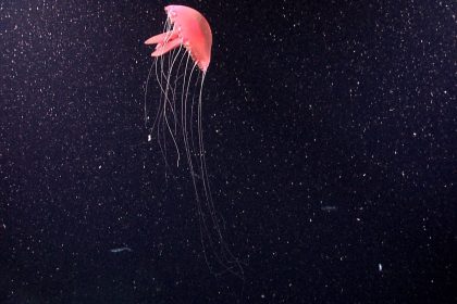 A glowing jellyfish drifting in the deep dark ocean during an expedition.