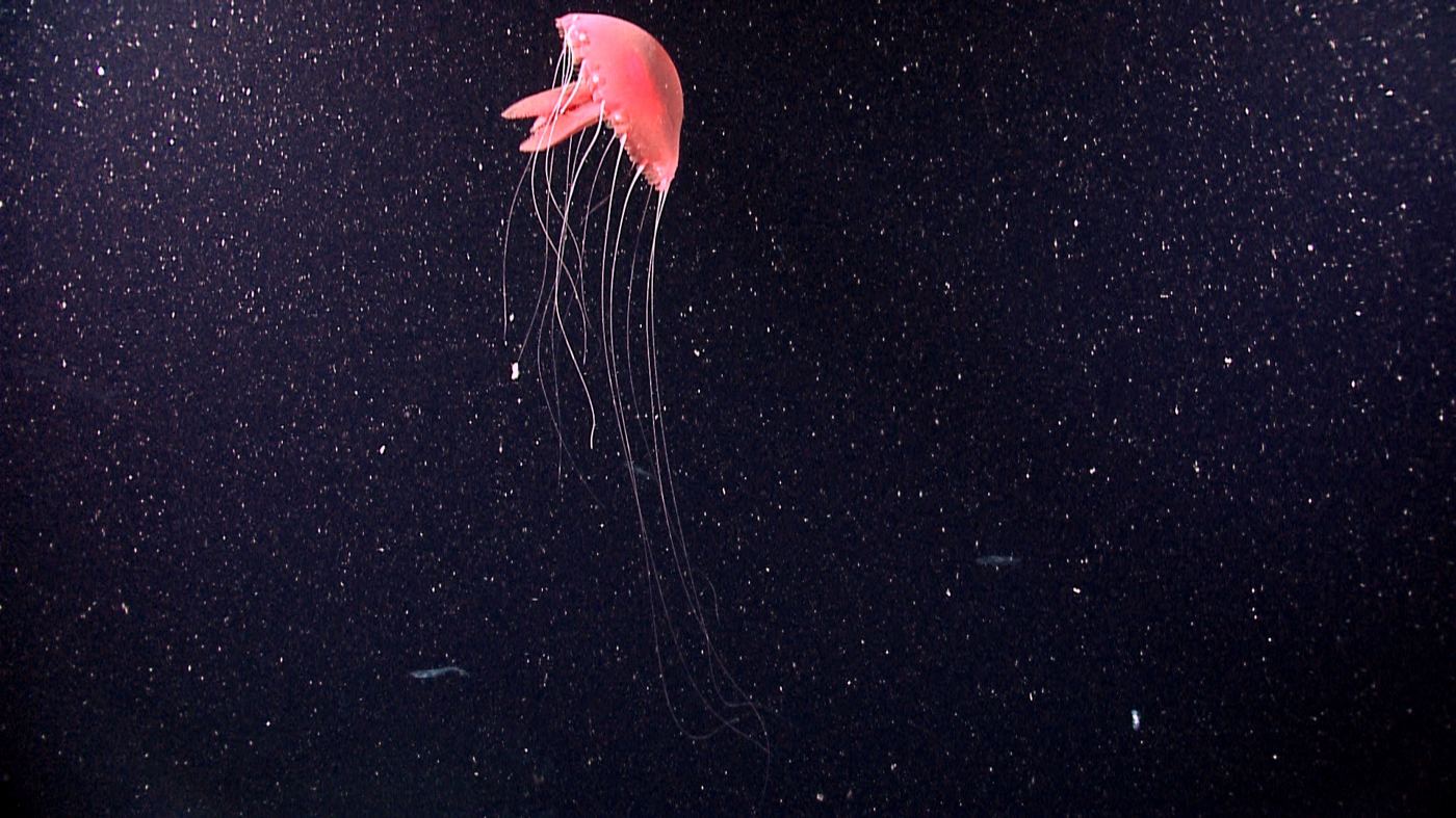 A glowing jellyfish drifting in the deep dark ocean during an expedition.